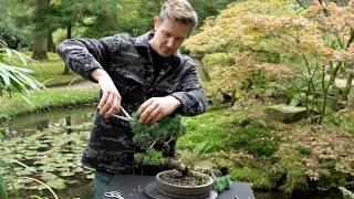 Japanese White pine Bonsai styling