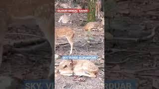 Deer Siliguri Bengal Safari #samuktala #alipurduar #siliguri #bengalsafari #deer SKY VLOGS APD #apd