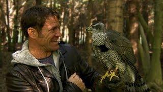 Goshawk Chases Down Presenter | Deadly 60  | BBC Earth Explore