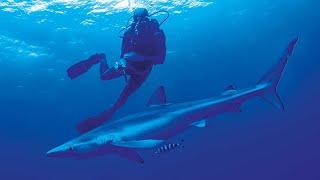 Would You Go Swimming With Sharks? | Shark Divers | Real Wild