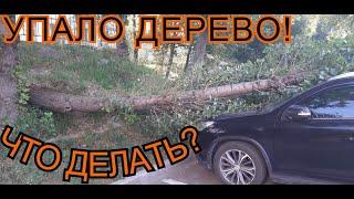 Упало дерево на автомобиль. Что делать?