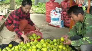 NNNT  Cây hồng vuông trên vùng đất Khe Thờ - Đồng Lộc