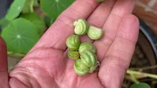 How to collect nasturtium seeds, how to harvest and store