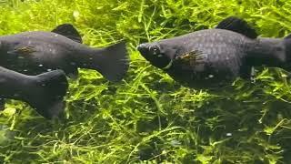 Black Molly’s their care, breeding and Why do they keep dying?