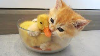 Kitten hugged little duck tightly, because he afraid that she'll leave