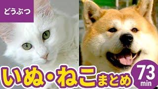 動物・いきものまとめ［1］大型犬・小型犬・猫：秋田犬／土佐犬／ラブラドール・レトリーバー／ゴールデン・レトリーバー／ポメラニアン／柴犬／チワワ／三毛猫／マンチカン／アビシニアン ほか〈73min〉