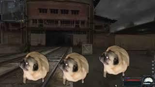 Pugs dance to the radio of bandits from stalker 10 hour