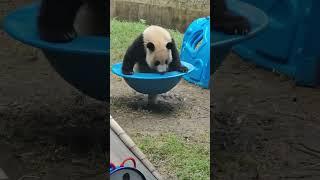 喂！后面那熊小子！有点不讲武德！搞偷袭！ #panda #大熊貓