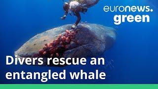 Spanish diver rescues 12-metre long whale who was trapped in an illegal fishing net