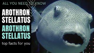 Arothron stellatus  Stellate puffer facts  Starry puffer  Starry pufferfish  Starry toadfish