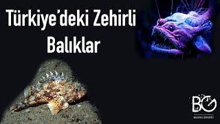 Türkiye’de Yaşayan Zehirli Balık Türleri