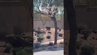 Javelina family on the Move in our Arizona neighborhood #shorts