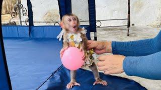 Tina the monkey plays ball and jumps happily but a child