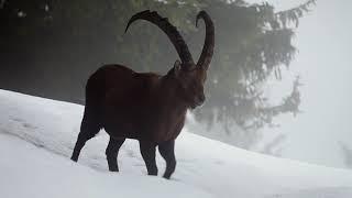 Parc national de la Vanoise