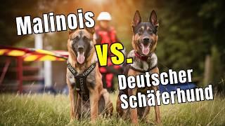 Malinois vs Deutscher Schäferhund  Welcher Hund ist der bessere Beschützer?
