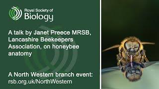 Honeybee Anatomy | Royal Society of Biology North Western branch