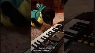 Dachshund Life “Piano Man”