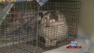 Feral cat population problem in New Haven