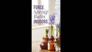 3 Easy Ways to Force Bulbs Indoors | Daffodils, Hyacinth & Tulips  #springbulbs #winterflowers