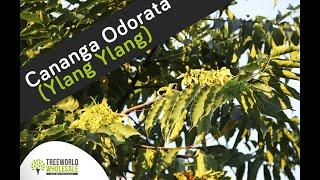 Cananga Odorata (Ylang Ylang)