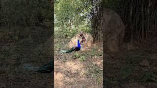 Real peacock  catching #part15#shots #wildlife #peacock #animals #jungle me peacock catching #viral