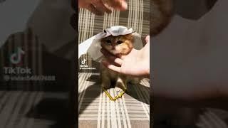 Котёнок Шейх #мемы#мем#милота#trending#memes#shorts#tol#cat#cute#топ#тренды