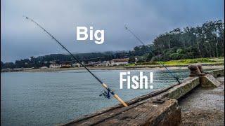 Halibut Fishing At Torpedo Wharf Pier - Bay Area Fishing!