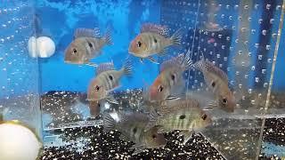 Geophagus sp.TAPAJOS I 8-10cm 塔巴赫斯紅頭立