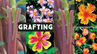 portuluca grafting| purselane grafting |  moss rose grafting| portuluca plant grafting |Green nature