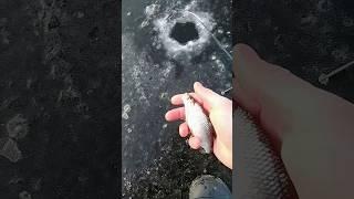 Первый лёд 2025 зимняя рыбалка , winter fishing on the river