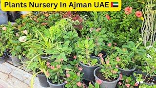 Plants Nursery in Ajman UAE  | Ajman Nursery & Garden | Beautiful Plants Market UAE 