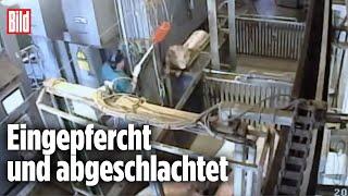 CO₂-Betäubungsanlage: Tierquälerei im Schlachthof