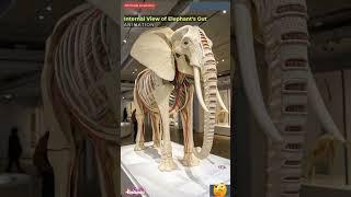 Internal View of Elephant's Digestive System Animation | Animals AI Art | 44
