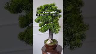 #бонсай #видео #озеленение #дизайн #flowers #designer #bonsai #тренд #видео #мода #мир #природа #мир