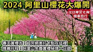 【江江哥愛七淘】機車旅行｜阿里山櫻花季賞櫻秘境｜奮起湖｜中興製茶廠｜賞櫻阿里山一日遊｜頂湖自然生態區Taiwan travel台灣櫻花季景點 #環島 #機車環島 #嘉義景點 #賞櫻景點