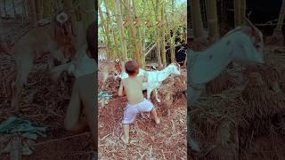 Fanny GoatSounds#trending#shortsfeed#funny#viral#ytshorts#cartoon#shortvideo#fannyvideo#shorts