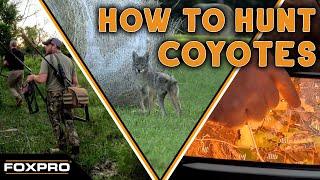 How To Hunt Coyotes From Start To Finish