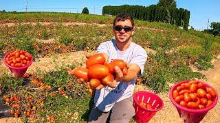 Too Many Tomatoes!