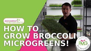 How to grow Broccoli Microgreens!