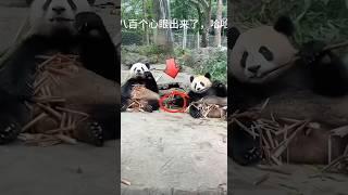 The Ultimate Clever Panda! 팬더의 최강 교활한 순간! #cute #panda #animals #funny