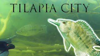 Spearfishing Belize River Waters for Tilapia