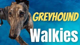 Greyhound Walkies