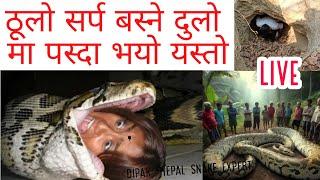 नेपाल को सबै भन्दा ठूलो अजिङ्गर सर्प को दुलो मा पस्दा भयो यस्तो || nepal snake rescue team