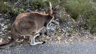 Kangaroo meets hiker!!at Mount Lofty Australia