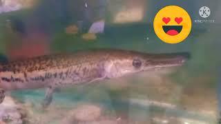 FEEDING TIME TO ALI | ALLIGATOR GAR | mlj romesaint