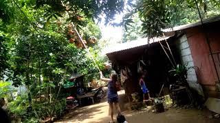 Picking Rambutan|Hirap pala manungkit @leah variety vlog