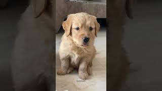 Cute Bruno ️ #shorts #youtubeshorts #viral #brunobites #goldenretiever #dog #doglover #cute #pets