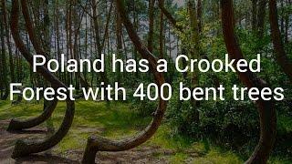 Poland has a Crooked Forest with 400 bent trees | Unique Architecture