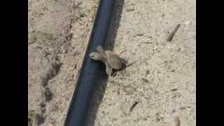 Baby Turtle running very fast