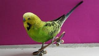Parrots and fun! Funny parrots have fun and skateboarding!